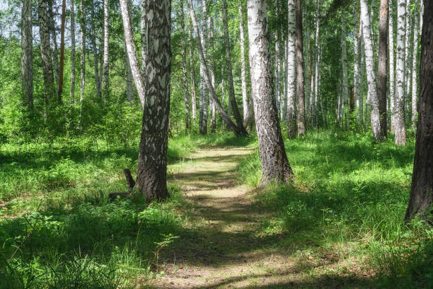 istock Forest path along a birch grove on a summer sunny day. Middle Ural (Russia) 1397920763