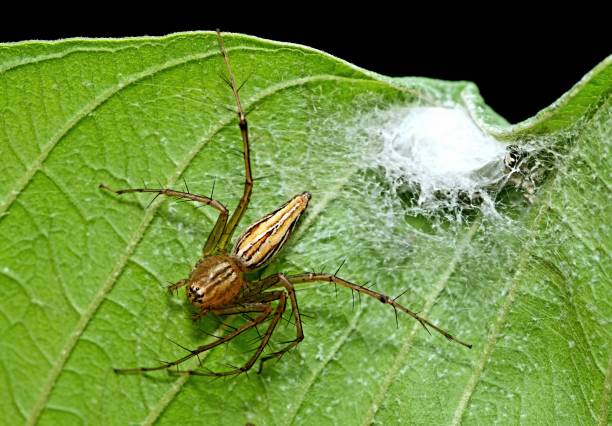 istock Spider and web nest on green leaf - animal behavior. 1397921786