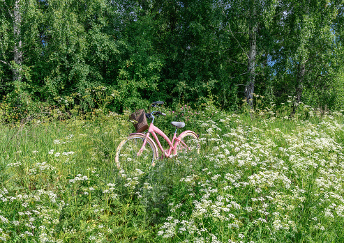 Green forest glade with blooming wildflowers. Cycling through the forest to improve the body and harvest aromatic summer herbs and flowers for tea. Russia, Ural