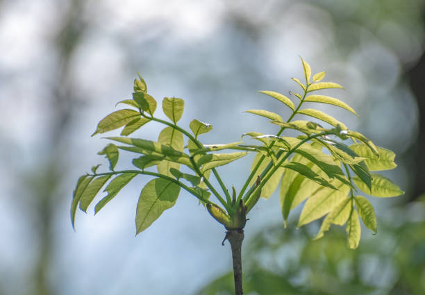 Young leaves of an acacia tree
