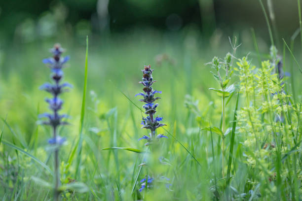 Glade in the forest with blooming  Salvia pratensis stock photo