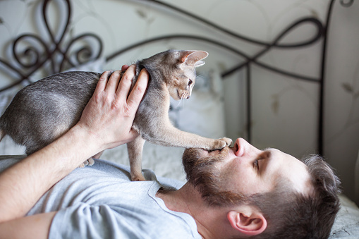 Close up of bearded man lying on a bed and playing with his grey cat. Cute Abyssinian kitten of blue color. Friendship between human and cat. Pets care. Cat day. Selective focus.