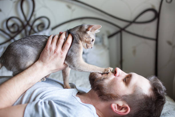 Close up of bearded man lying on a bed and playing with his grey cat. stock photo