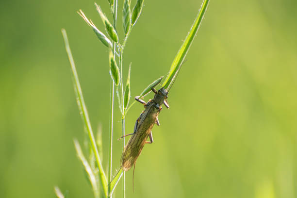 Winged insect stonefly sits on a plant Winged insect stonefly sits on a plant plecoptera stock pictures, royalty-free photos & images