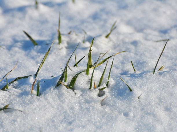 istock Winter wheat sprouts under the snow. 1397922374