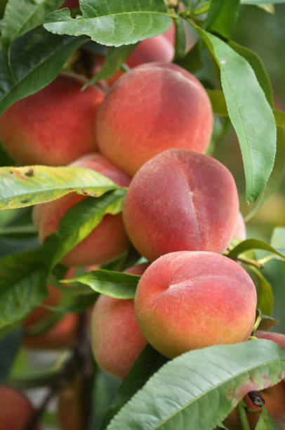 istock On the tree branch ripe peach fruits 1397922394
