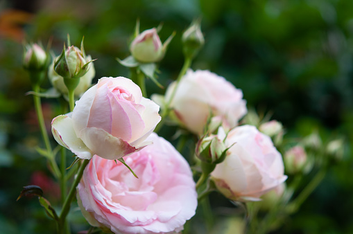 Pink roses background with green