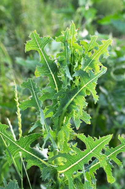 istock It grows in nature Lactuca serriola 1397922645