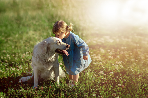 Small girl in blue jeans dress, walking on sunny meadow together with white dog golden retriever. Girl kissing the dog. Summer time, Sunshine evening weather.