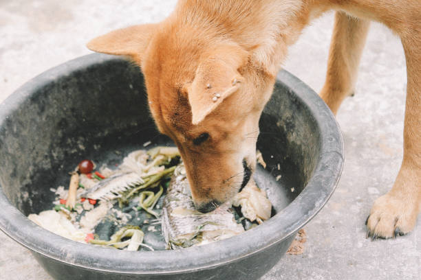 istock hungry homeless dog 1397923619