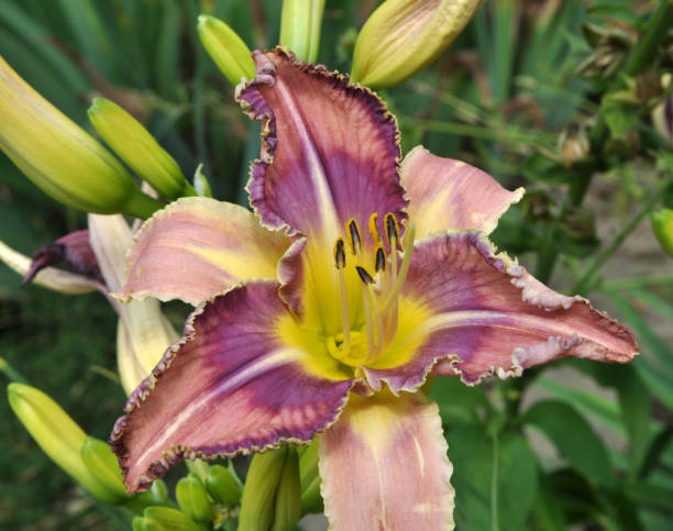 istock Irises blossom in the spring 1397923648
