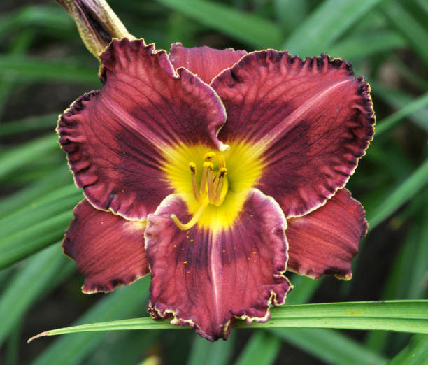 istock Irises blossom in the spring 1397923649