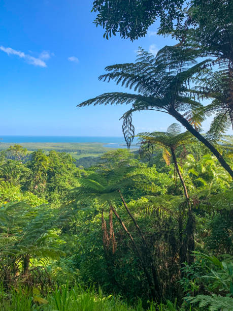 тур по реке дейнтри в квинсленде, австралия - rainforest forest river australia стоковые фото и изображения