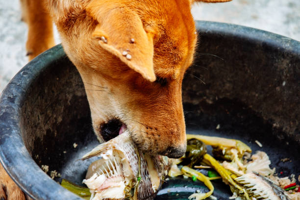istock hungry homeless dog 1397923857