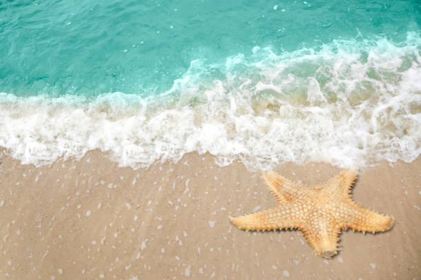 istock Beautiful waves and sea star on sandy beach 1397923901