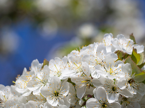 Spring Blooming - White Flowers And Sunny Bokeh Against The Sky. A beautiful cherry branch with delicate flowers in spring on a blue sky, selective focus. Amazing spring blooming.