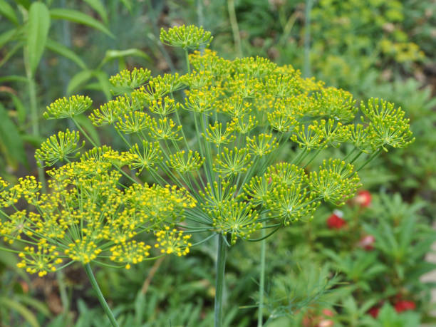 istock Vegetable dill grows in the garden 1397924062