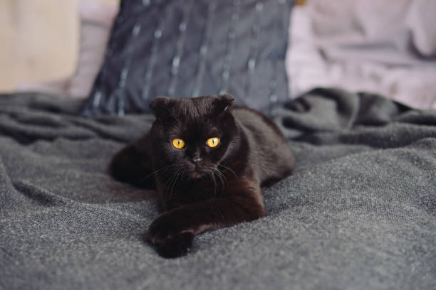 istock Cute black yellow-eyed scottish fold cat on the bed. 1397924134