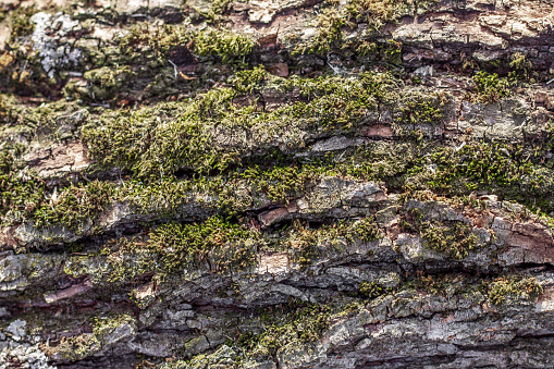 juicy green moss grows on the bark of a freshly cut tree; the theme of non-use of natural resources and the virginity of nature