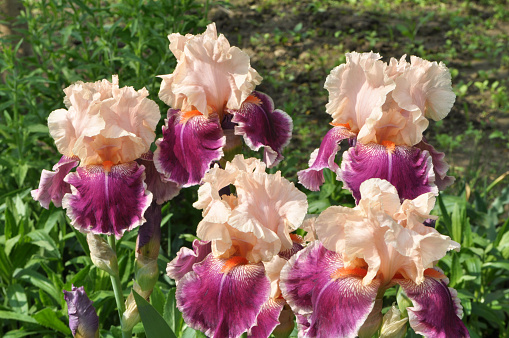 In spring, irises blossom in the flowerbed