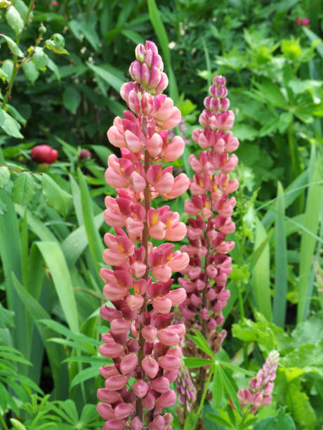 istock Lupine blooms in the spring garden 1397925094
