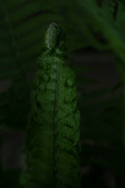 istock A beautiful fern leaf on a dark background, illuminated by the sun. 1397925183