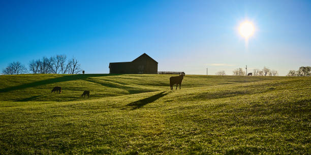 istock Cows grazing in a pasture with the early morning sun. 1397925192