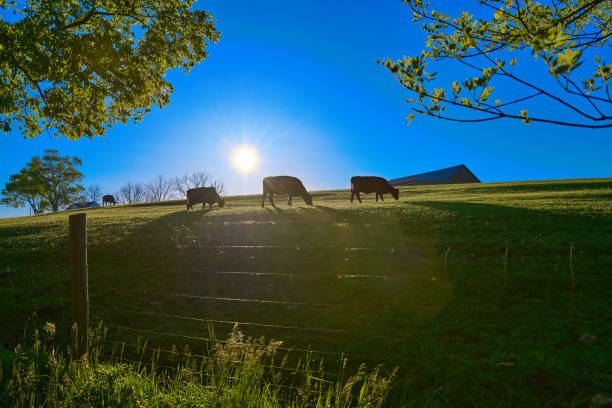istock Three Cows grazing with the early morning sun. 1397925210