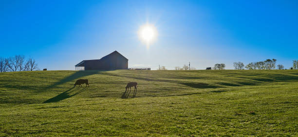 istock Cows grazing in a pasture with the early morning sun. 1397925221