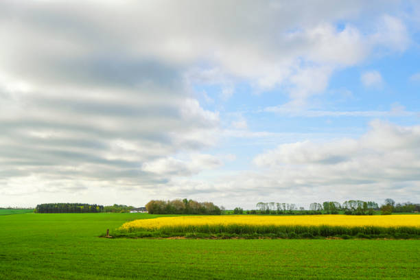 istock Yellow canola field surrounded by green meadows 1397925791