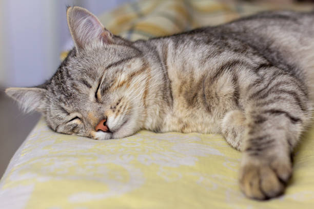 istock A beautiful gray kitty is sleeping peacefully on the bed. 1397926511