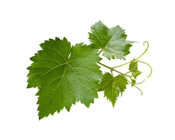 istock Grape leaves vine branch with tendrils isolated on white background, clipping path included 1397927111