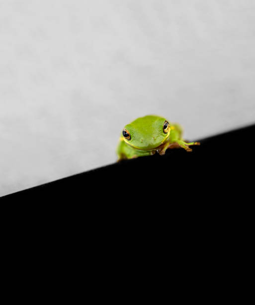3D Illustration Frog Makes Selfi on a White Background