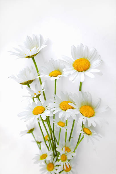 istock bouquet of daisies 139792827