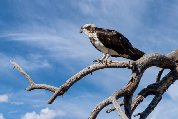 istock Adult Osprey Perched in a Dead Tree 1397929416