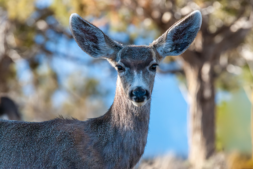 Female Mule Deer at the Grand Canyon