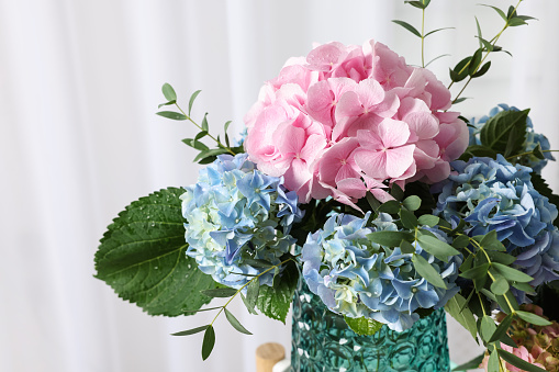 Beautiful hortensia flowers in vase indoors, closeup
