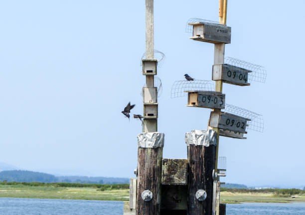 istock Purple Martin village 1397930446