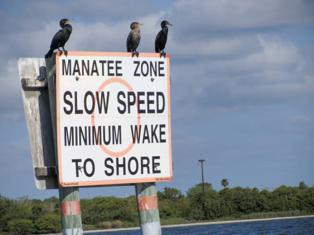 cormorani in piedi su un cartello - seaview foto e immagini stock