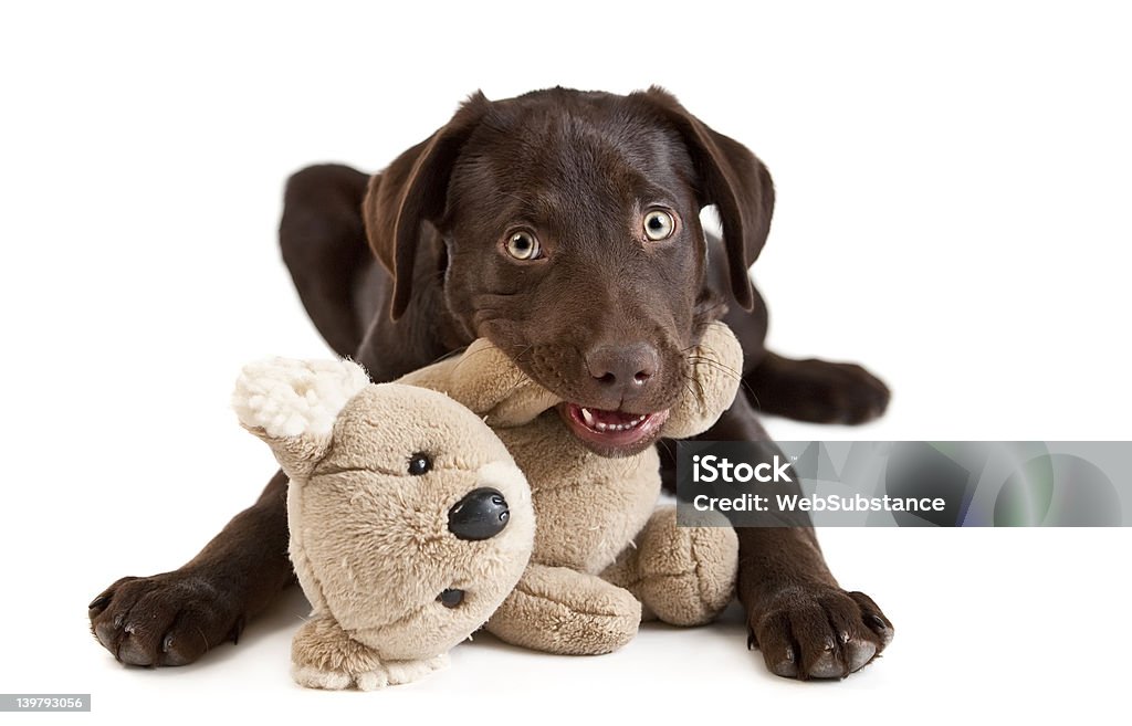 Puppy chewing on toy Cute puppy Puppy chewing on stuffed animal. picture on white background Animal Stock Photo