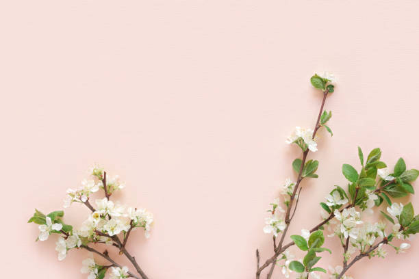 istock Apple flowers on pink paper background. Pastel colors. Flat lay, top view. Spring flowers with green leaves. Floral pattern. Creative trend composition. Layout with blooming fruit tree. Greeting Card 1397930607