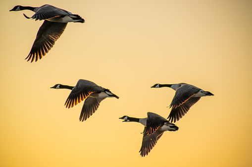 Four Canada Goose at dusk