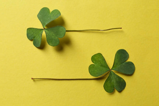 istock Green clover on yellow background, flat lay 1397931197