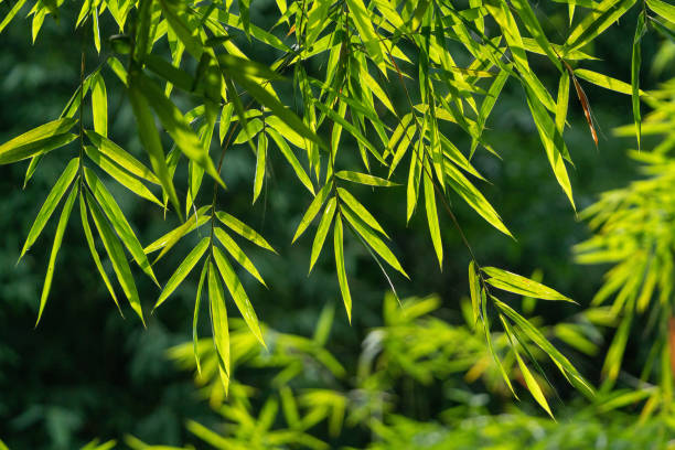 schönes bambusblatt - bamboo grove stock-fotos und bilder
