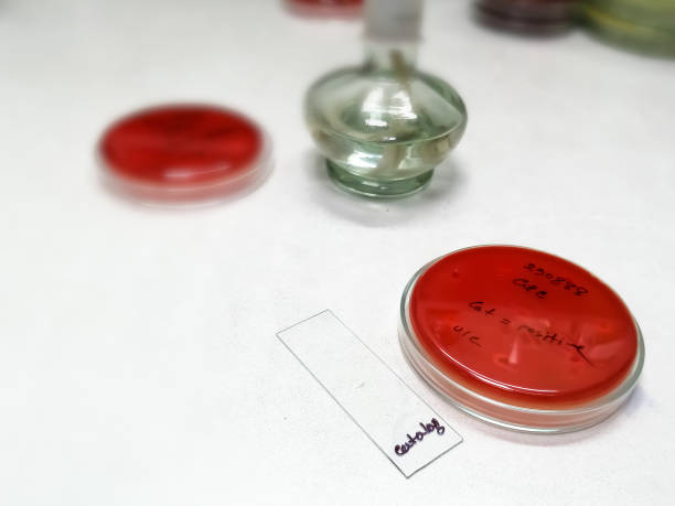 istock Catalase test in microbiology. Staphylococcus and Streptococcus genera is the catalase test. Staphylococci are catalase positive whereas Streptococci are Catalase negative. 1397932313