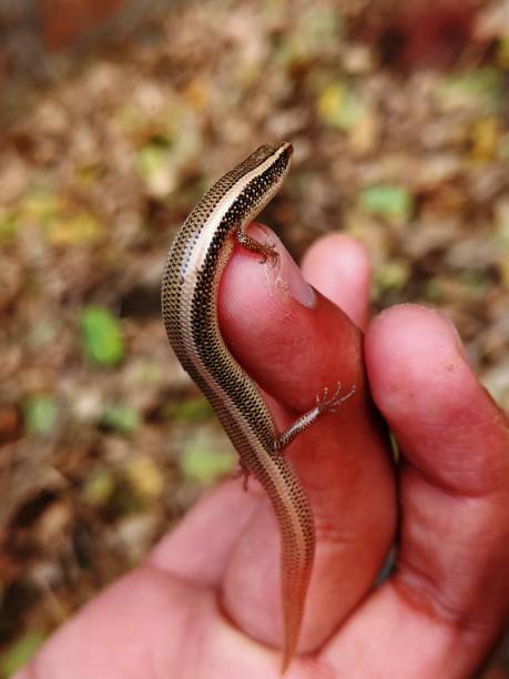 istock Spotted skink Lacerta punctata 1397932670
