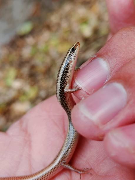 istock Baby Skink On my hand ( Riopa punctata ) 1397932740