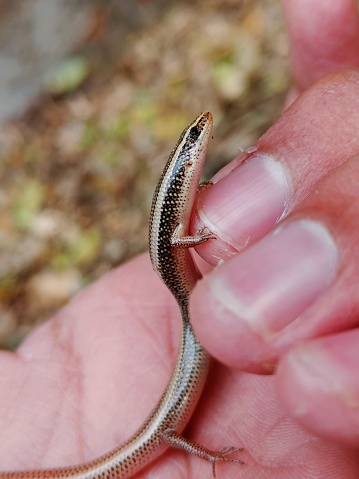 red tailed skink ; pink tailed skink on my hand ( Lacerta punctata )