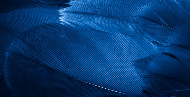 istock blue hawk feathers with visible detail. background or texture 1397935100