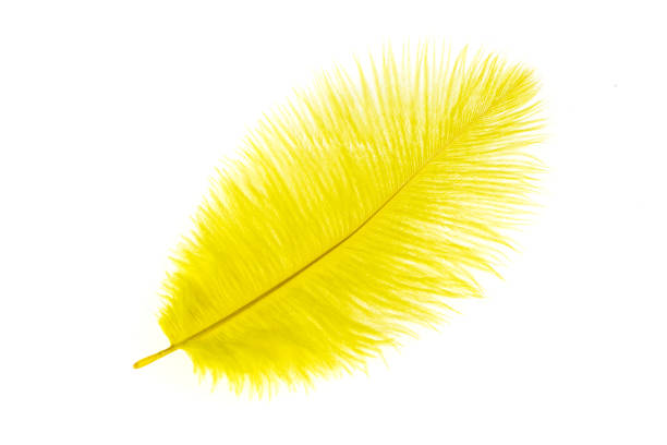 istock yellow ostrich feather on a white isolated background 1397935184